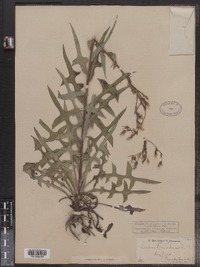 Lactuca canadensis image