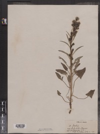 Prenanthes boottii image