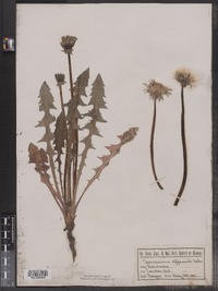 Taraxacum officinale image