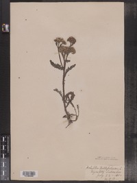 Achillea millefolium image