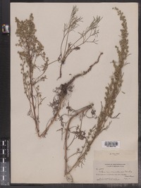 Artemisia campestris var. borealis image