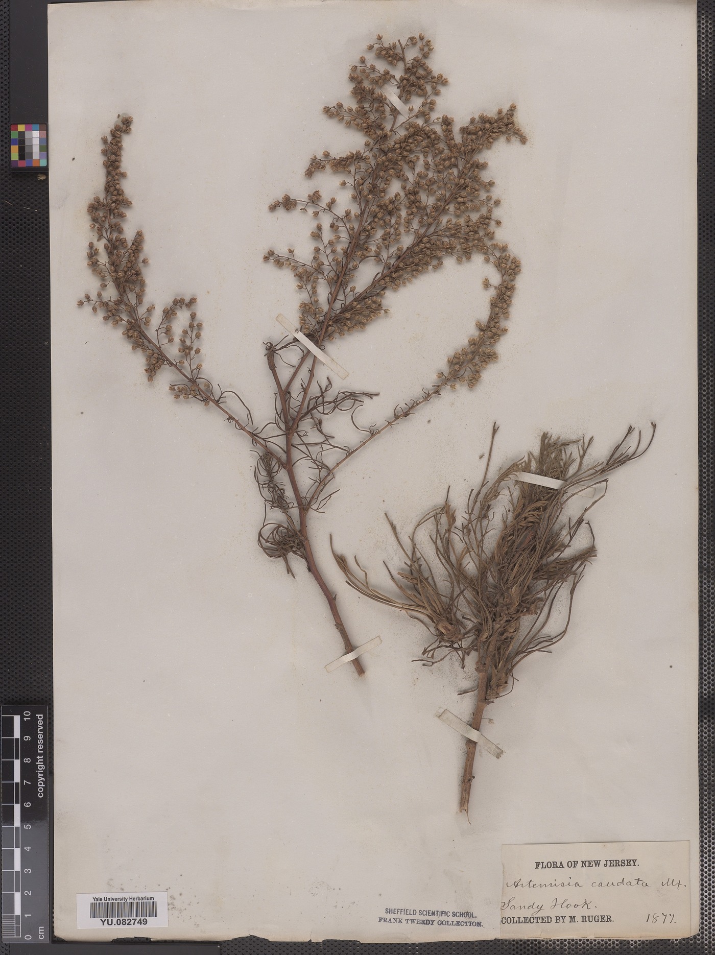 Artemisia campestris ssp. caudata image