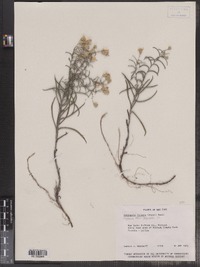 Pityopsis falcata image