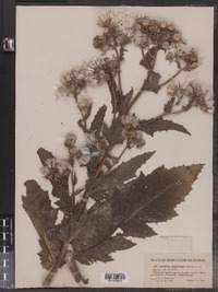 Erechtites hieraciifolia var. megalocarpa image