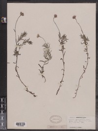 Erigeron hyssopifolius image