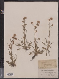 Image of Erigeron lonchophyllus