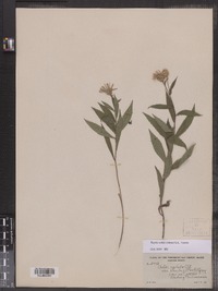 Image of Eurybia radula var. strictus
