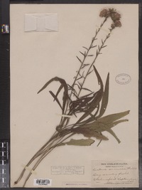 Liatris scariosa image