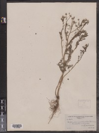 Matricaria discoidea image