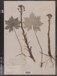 Petasites frigidus var. palmatus image