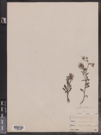 Senecio vulgaris image