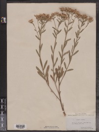 Sericocarpus linifolius image