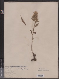 Image of Solidago alpestris