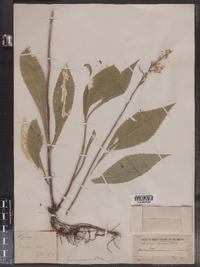 Solidago juncea image