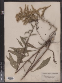 Solidago juncea image