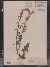 Solidago nemoralis image