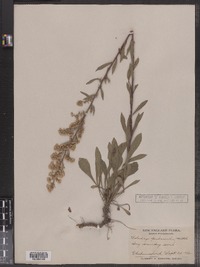 Solidago puberula image