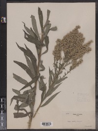 Solidago canadensis image