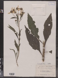 Verbesina alternifolia image