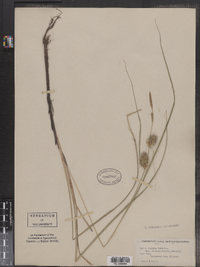 Carex bullata var. greenii image