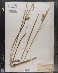 Image of Carex canadensis