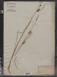 Image of Carex aematorrhyncha