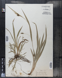 Carex retrocurva image