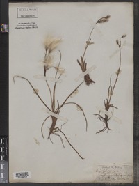 Eriophorum angustifolium ssp. angustifolium image