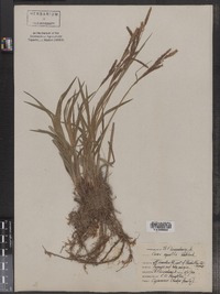 Carex aquatilis image