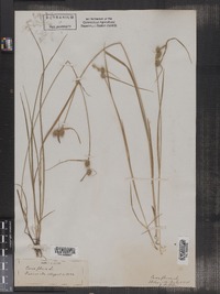 Carex flava image