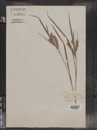 Carex schweinitzii image