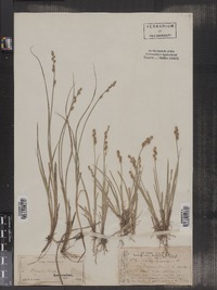 Carex canescens image