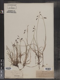 Carex rariflora image