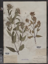 Monarda fistulosa image