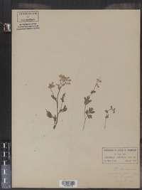 Corydalis glauca image