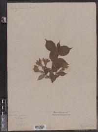 Diervilla japonica image
