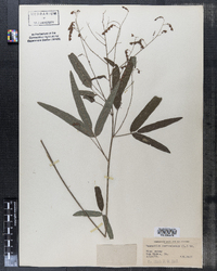 Desmodium paniculatum image