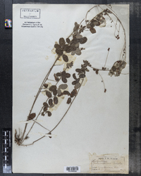 Lespedeza procumbens image