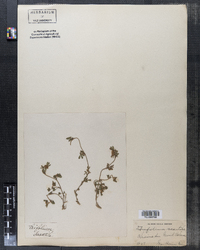 Image of Trifolium saxatile