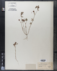 Image of Trifolium productum