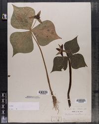 Trillium erectum image