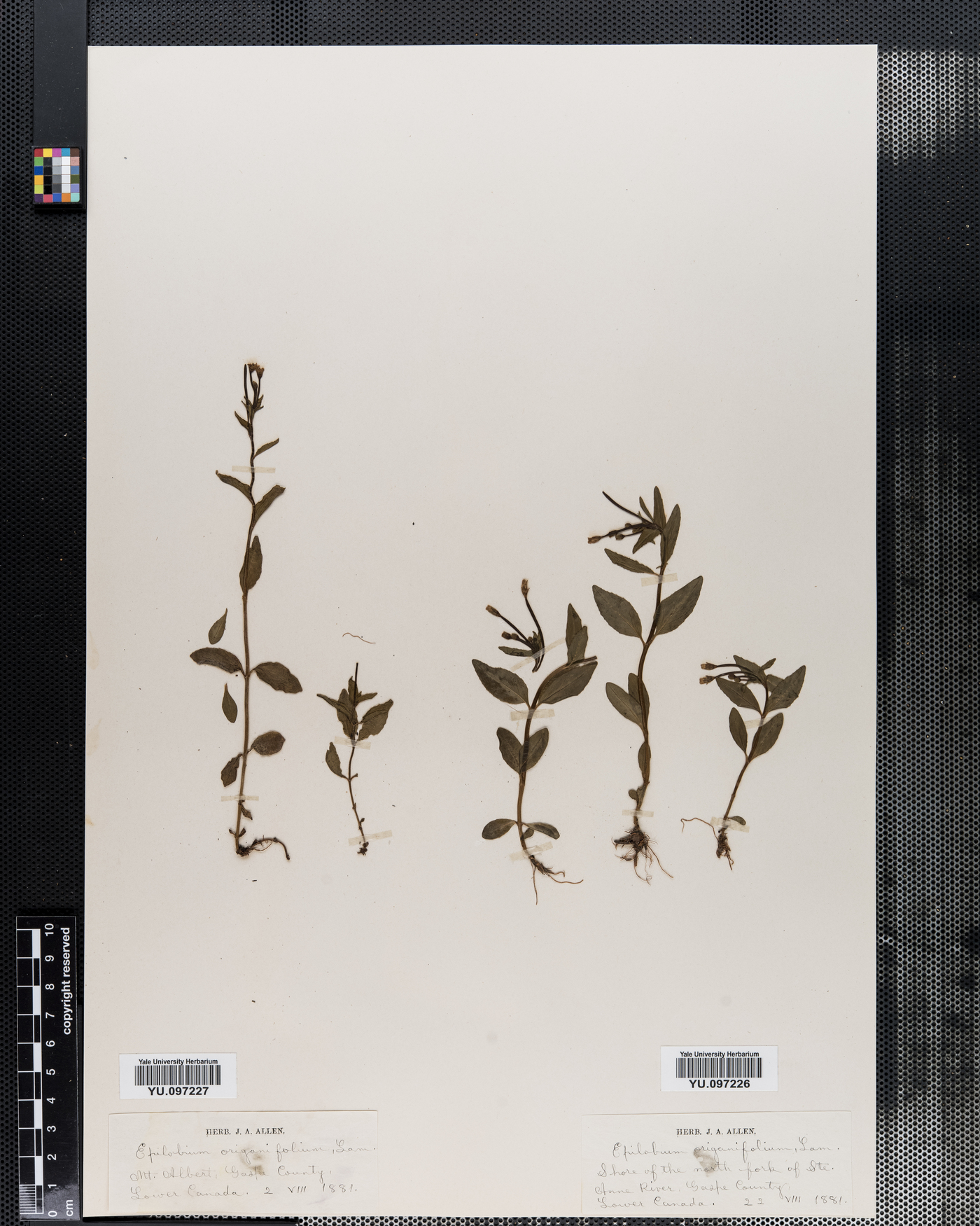 Epilobium origanifolium image