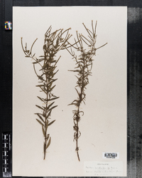 Epilobium palustre image