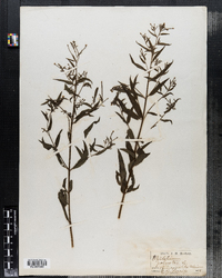 Epilobium palustre image