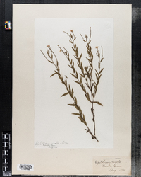 Epilobium molle image