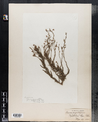Gaura angustifolia image