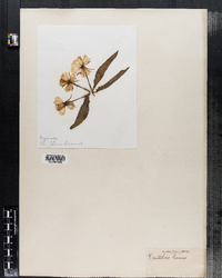 Oenothera biennis image