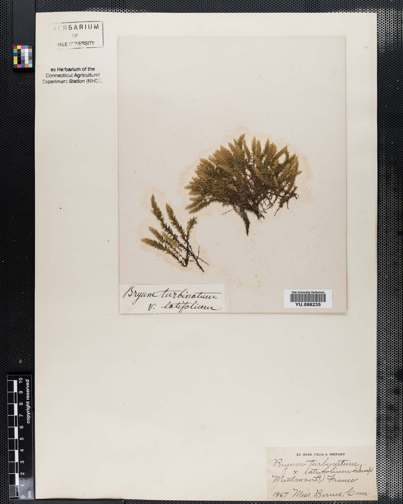 Bryaceae image