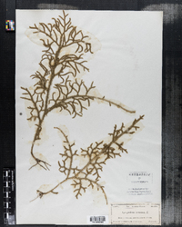 Lycopodiella cernua var. cernua image