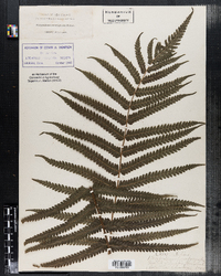 Image of Polypodium penangianum